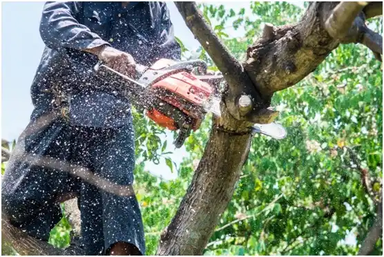 tree services Janesville